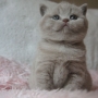 kot brytyjski liliowy- Harriet AmazingAisha*PL -