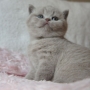 kot brytyjski liliowy- Harriet AmazingAisha*PL -