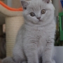 kot brytyjski liliowy- Harriet AmazingAisha*PL - dwa miesiace