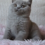 KOT brytyjski liliowy - Harry Amazing Aisha*PL