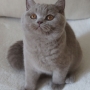KOT brytyjski liliowy - Harry Amazing Aisha*PL