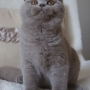 KOT brytyjski liliowy - Harry Amazing Aisha*PL