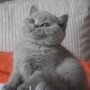 KOT brytyjski liliowy - Harry Amazing Aisha*PL