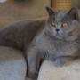 koty brytyjskie niebieskie- Hi Fi of Grandroshell