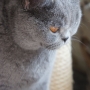 koty brytyjskie niebieskie- Hi Fi of Grandroshell *RU - 2017r