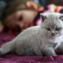 koty brytyjskie niebieskie i liliowa - kot liliowy