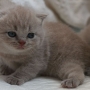 koty brytyjskie niebieskie i liliowa - kot liliowy