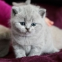 koty brytyjskie niebieskie i liliowa - kot niebieski