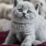 koty brytyjskie niebieskie i liliowa - kot niebieski Imperial Blue