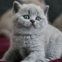 koty brytyjskie niebieskie i liliowa - kot niebieski Imperial Blue