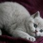 koty brytyjskie niebieskie i liliowa - kotka liliowa Ines