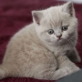 koty brytyjskie niebieskie i liliowa - kotka liliowa Ines