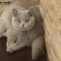 koty-brytyjskie- Jessi of Amazing Aisha*PL - w nowym domku