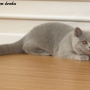koty-brytyjskie- Jessi of Amazing Aisha*PL - w nowym domku