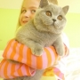 koty-brytyjskie- Jessi of Amazing Aisha*PL - w nowym domku