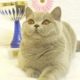 koty-brytyjskie- Jessi of Amazing Aisha*PL - w nowym domku