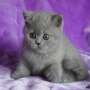 koty-brytyjskie-kotka brytyjska niebieska
