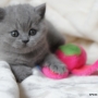 koty-brytyjskie-kotka brytyjska niebieska