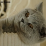 34b-koty-brytyjskie-jetta- Foto: Mibrimi