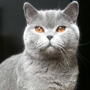 hodowla kotów- kot niebieski - Jiminez Amazing Aisha PL