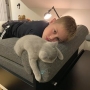 hodowla kotów- kot brytyjski niebieski Kylian w nowym domku