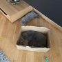 hodowla kotów- kot brytyjski niebieski Kylian w nowym domku
