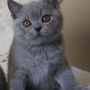 hodowla kotów- kot brytyjski niebieski Kylian