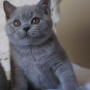 hodowla kotów- kot brytyjski niebieski Kylian