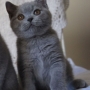 hodowla kotów- kot brytyjski niebieski Kylian