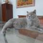 Koty brytyjskie - Kanye West AmazingAisha*PL - w nowym domku luty 2021  mamy 3 latka