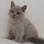 hodowla kotów - kot brytyjski liliowy Kanye West - mam 4 miesiące