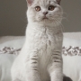 hodowla kotów - kot brytyjski liliowy Kanye West - mam 4 miesiące