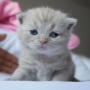 hodowla kotów - kot brytyjski liliowy Kanye West