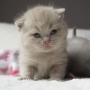 koty brytyjskie - kot liliowy Lee Cooper - mam 4 tygodnie