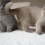 koty brytyjskie - kot liliowy Lee Cooper - mam 11 tygodni
