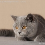 koty brytyjskie- szylkretka niebieska Vicia w nowym domu