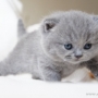 koty-brytyjskie-Luivita of Amazing Aisha*PL- szylkretka niebieska