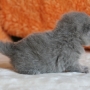 koty-brytyjskie-Luivita of Amazing Aisha*PL- szylkretka niebieska