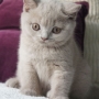 kot brytyjski liliowy - Margaret AmazingAisha*PL - mam 9 tygodni