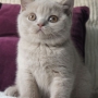 kot brytyjski liliowy - Margaret AmazingAisha*PL - mam 9 tygodni