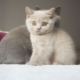 kot brytyjski liliowy - Margaret i Ciocia HI FI