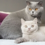 kot brytyjski liliowy - Margaret i Ciocia Hi fi