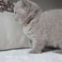 kot brytyjski liliowy - Margaret AmazingAisha*PL