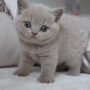 kot brytyjski liliowy - Margaret AmazingAisha*PL - mam 32 dni