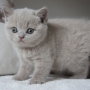 kot brytyjski liliowy - Margaret AmazingAisha*PL - mam 32 dni