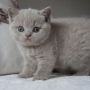 kot brytyjski liliowy - Margaret AmazingAisha*PL - mam 32 dni
