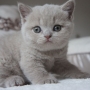 kot brytyjski liliowy - Margaret AmazingAisha*PL - mam 32 dni