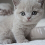 kot brytyjski liliowy - Margaret AmazingAisha*PL - mam 32 dni