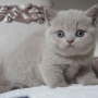 kot brytyjski liliowy - Margaret AmazingAisha*PL - mam 32 dni
