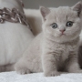 kot brytyjski liliowy - Margaret AmazingAisha*PL - mam 32 dni